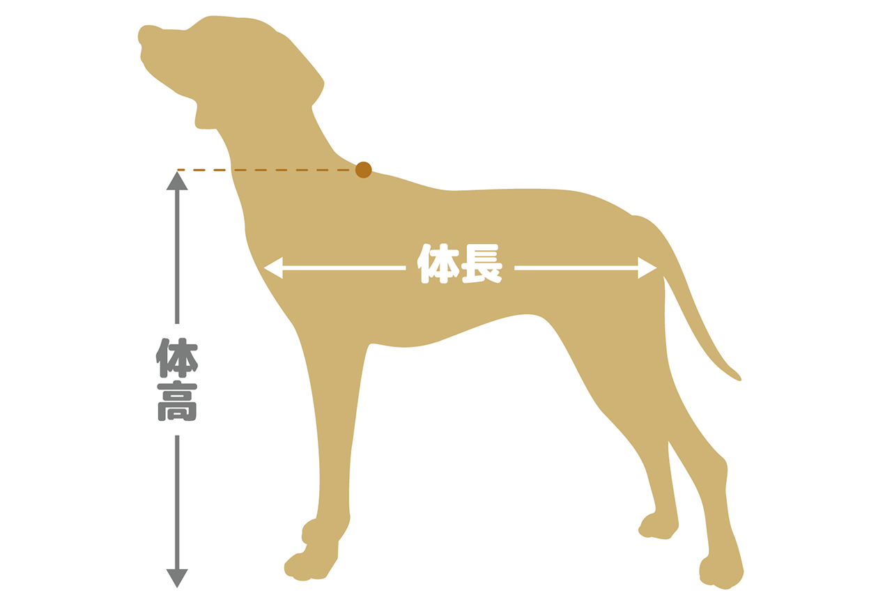 体長・体高の測定