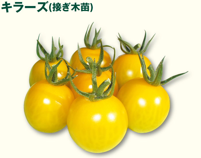 うす皮トマトフェア 株式会社ジョイフル本田 うす皮トマトフェア 株式会社ジョイフル本田