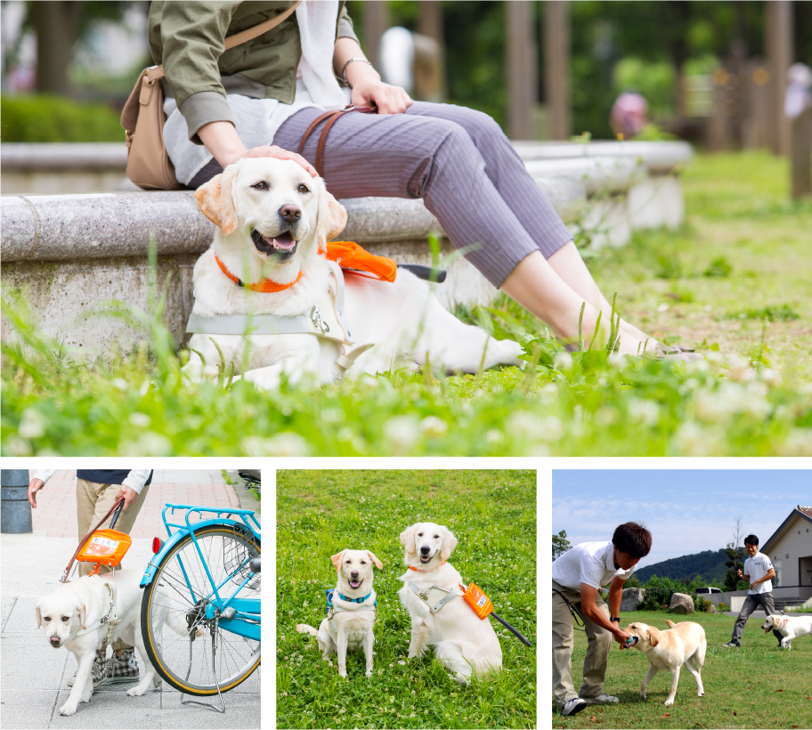 盲導犬の支援活動に関する取組み 株式会社ジョイフル本田